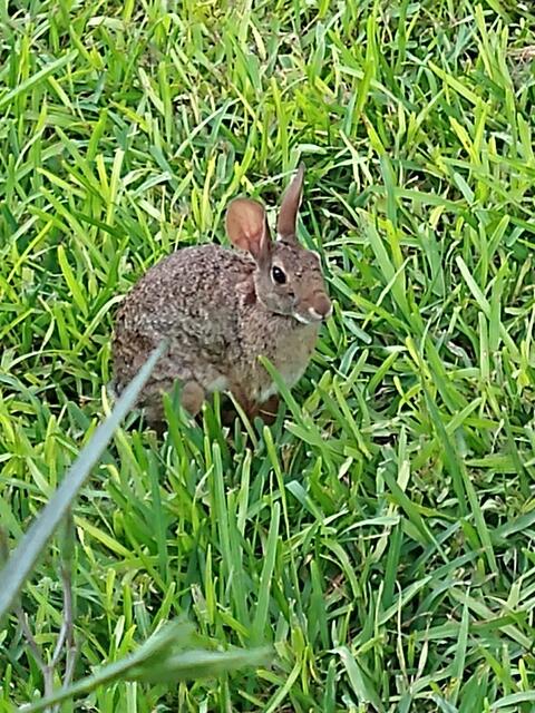 Conejo