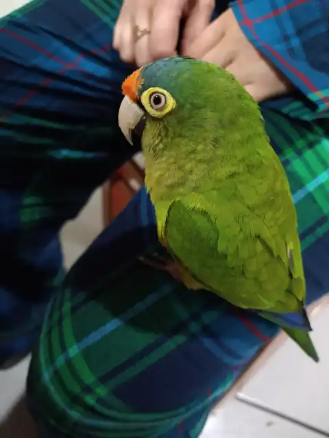 Perico 