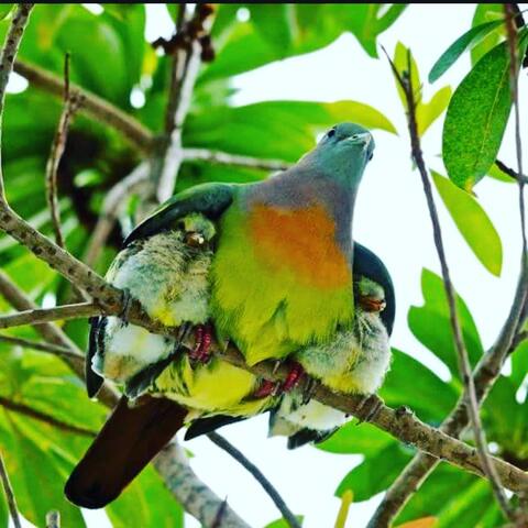Perico 