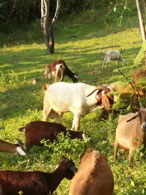 Chivos alimentantose