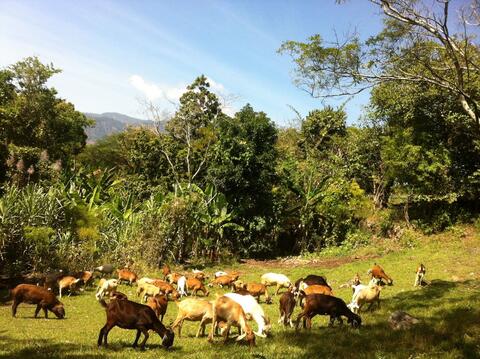 Chivos en el campo